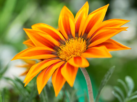 自然花园里的加扎尼亚花或非洲雏菊的特写镜头花园明亮头