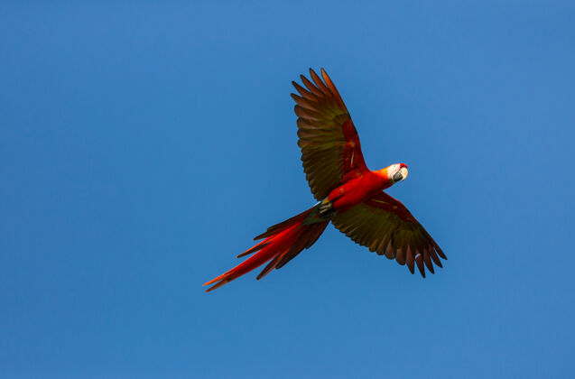 热带野生绿翅金刚鹦鹉 哥斯达黎加 中美洲气候雀巢鸟