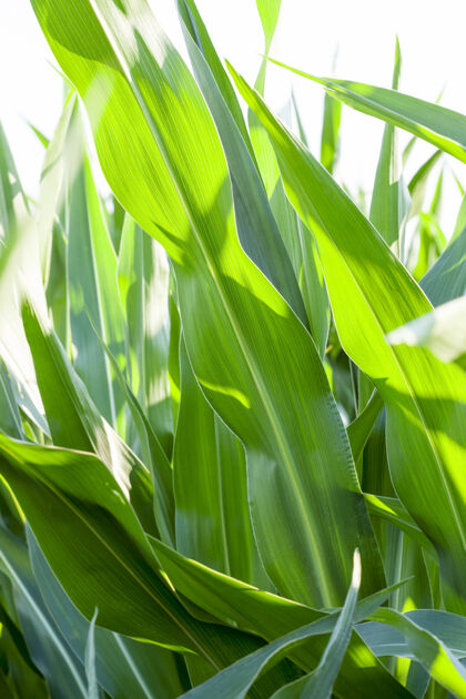 食物农田里生长着未成熟的玉米作物 特写叶子谷物土地植物学