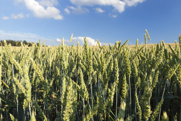 生长种植未成熟谷物的农田 小麦蓝背景是云的天空种植农业玉米