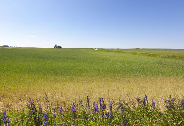 作物绿油油的麦田 地上长着蓝色的羽扇豆edge.summer公司蓝天风景六月开花郁郁葱葱