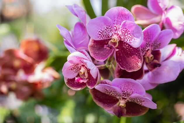 光美丽的兰花在雨中盛开旺达兰科植物夏杂交新鲜
