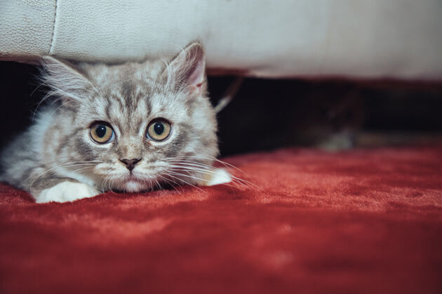 特写可爱的苏格兰折叠猫躲在沙发下 躺在红丝绒地毯上 看着异物猫耳朵关心