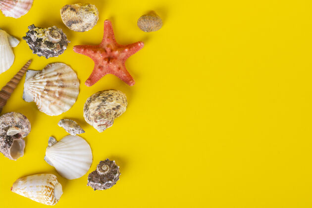 螺旋藻收集一个黄色的贝壳装饰海滩不同