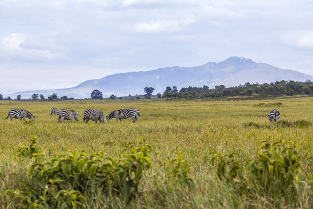 保护区奈瓦沙地狱之门国家公园里的斑马肯尼亚动物步行或骑自行车旅行保护大草原目的地