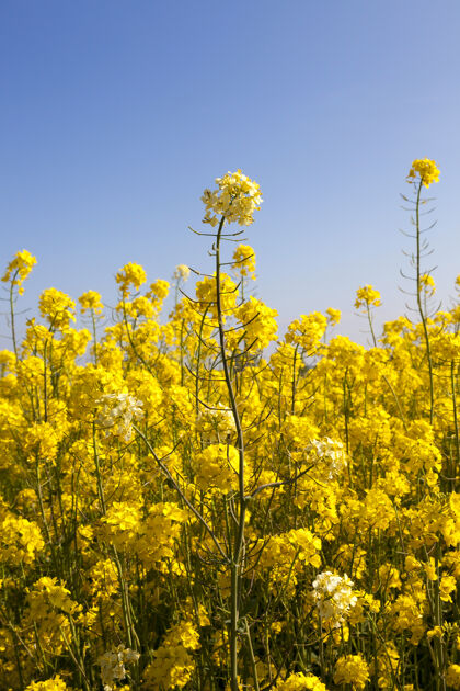 植物春天田野里开花的菜心或油菜种子的细节 蓝天上的特写照片季节自然农业