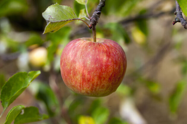 新鲜特写苹果树上挂着熟透的苹果农作物草植物