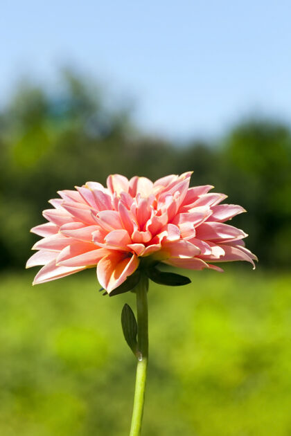 五月美丽的粉红色的花在一片绿树绿草上 那是不对焦的 特写柔软庆典花