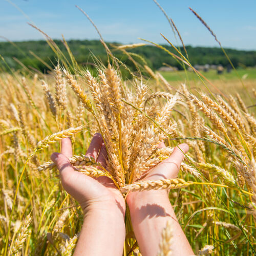 手麦田里的小麦手收获时间到了自然农村小麦