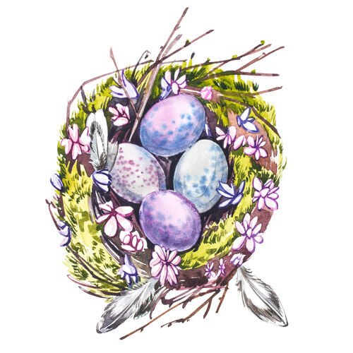 季节水彩鸟巢鸡蛋手在白色上画水彩插图背景.复活节收藏颜色鸟巢节日