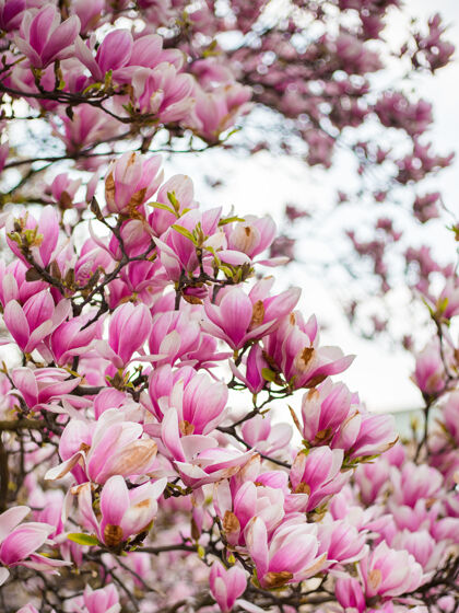 花瓣美丽的紫玉兰花在春天的玉兰上树粉红色布鲁姆开花季节植物学