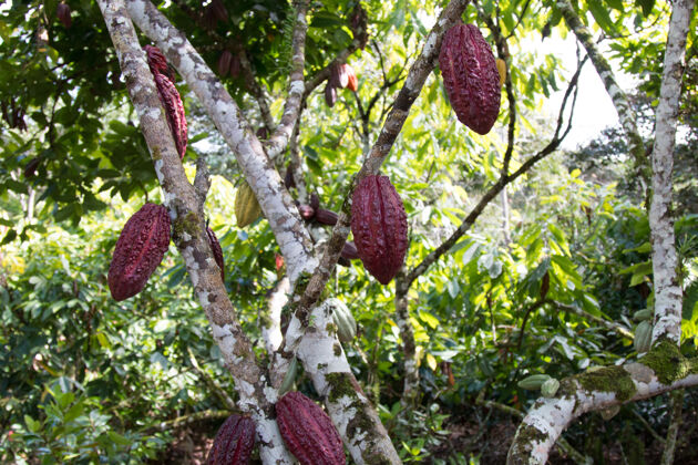 巴西可可种植园里一棵长着可可荚的可可树树枝种植园水果