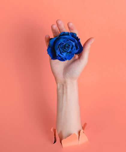 符号雌性手拿着蓝色的干玫瑰花蕾 穿过撕破的粉色纸背景：极简主义概念创意美丽手臂