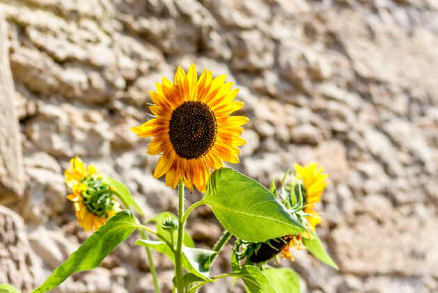 自然向日葵花在阳光明媚的石墙上阳光生长阳光
