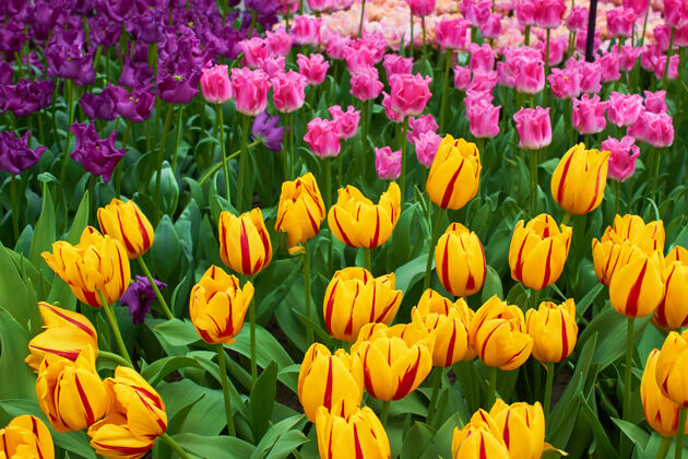 季节在温室里的花园里绽放着五颜六色的郁金香植物花景观