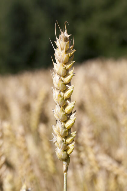 秋天一只麦穗与另一只麦穗对焦 这是一张特写照片 拍摄的是一片农田里的谷物面包阳光夏天