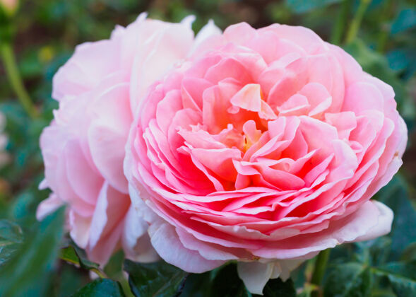 颜色美丽的粉红色玫瑰在花园里盛开美丽春天夏天