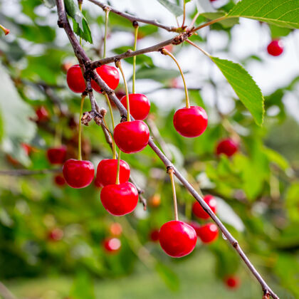 叶子红色成熟的浆果樱桃在树枝上 方形有机树枝自然