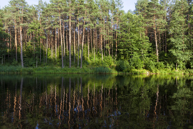 池塘夕阳下湖水里针叶树的倒影 蓝天明亮镜子污点