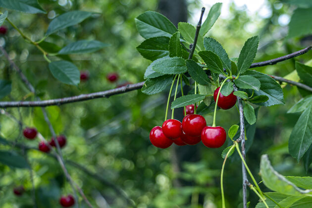 使用挂在灌木上的红色成熟樱桃分支机构.国产 园艺 农业和无转基因作物自然的蔬菜有机食品生产明亮浆果花园