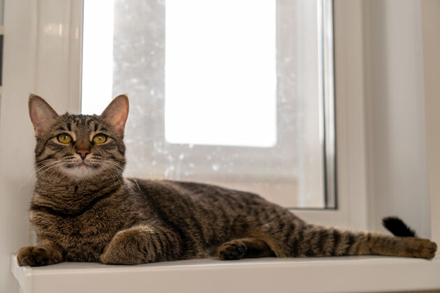 哺乳动物欧洲短毛猫躺在窗台上放松地睁开眼睛猫放松鼻子