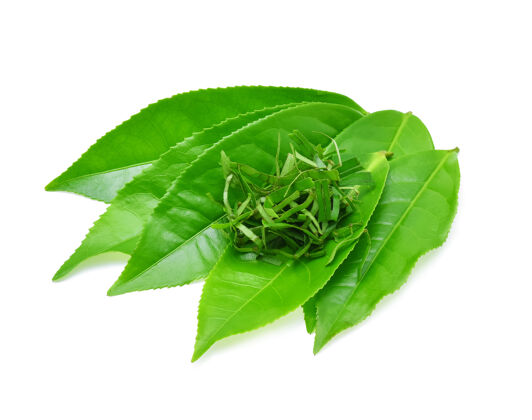 自然在白色背景上隔离的绿茶叶花芽种植