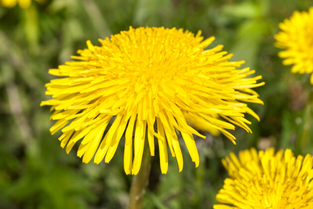 充满活力春天的草地上新开的美丽的黄色蒲公英花自然叶蒲公英