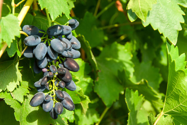 收获成熟的蓝葡萄在树枝上闪耀着阳光 户外 选择性聚焦生的自然花园