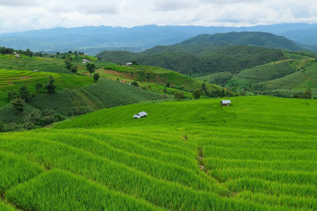 农场泰国清迈北部的巴邦片梯田曲线美丽景观