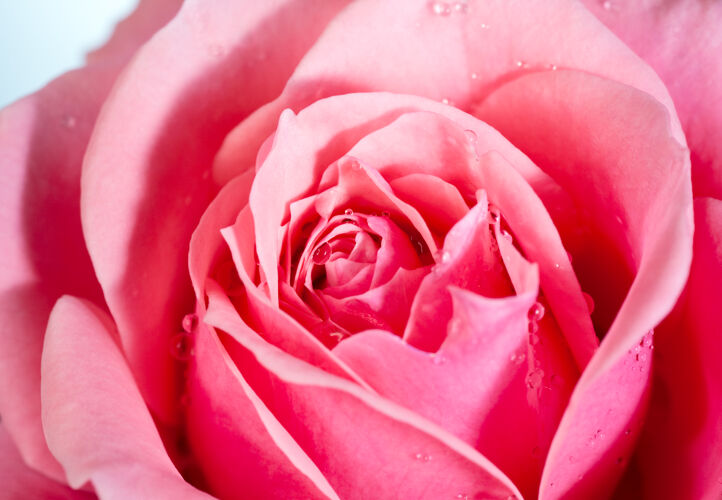 激情美丽的玫瑰花玫瑰开花充满活力