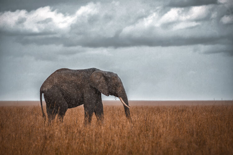 非洲雨中的非洲象稀树草原草动物