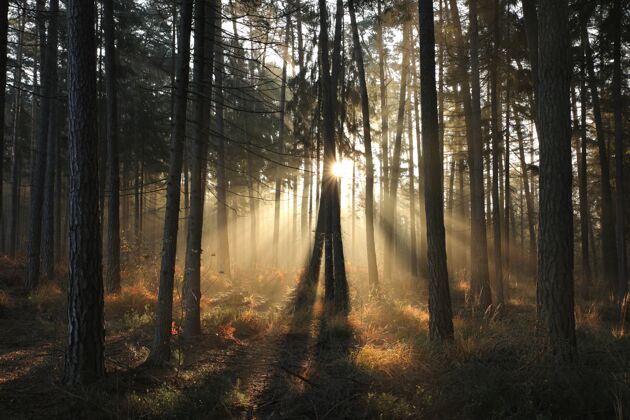 风景雾蒙蒙的早晨 秋天的针叶林雾阳光树枝