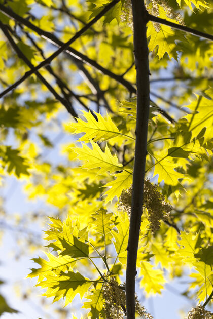 阳光在解冻和晚春期间 一个美丽的新鲜年轻橡树叶子的特写镜头花期间环境