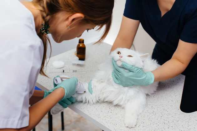 检查在一家现代兽医诊所 一只纯种猫在医院接受检查和治疗表3兽医诊所白猫哺乳动物帮助