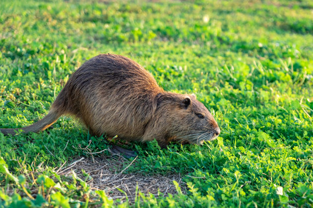 水绿草里的水鼠毛茸茸的岸边公园