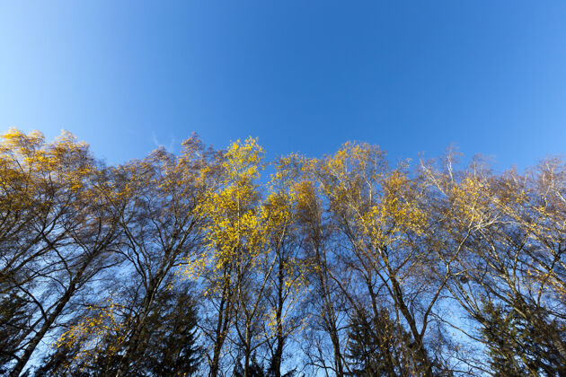 模糊几乎没有叶子的树 在阳光的照耀下 秋天树干上有一点点黄色的叶子森林几乎少