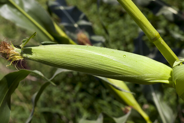 叶露珠和冷凝液滴在玉米芯的绿叶上 特写镜头生长滋养光明