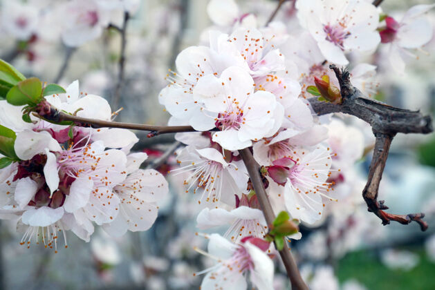 生长美丽的樱花树花瓣花户外