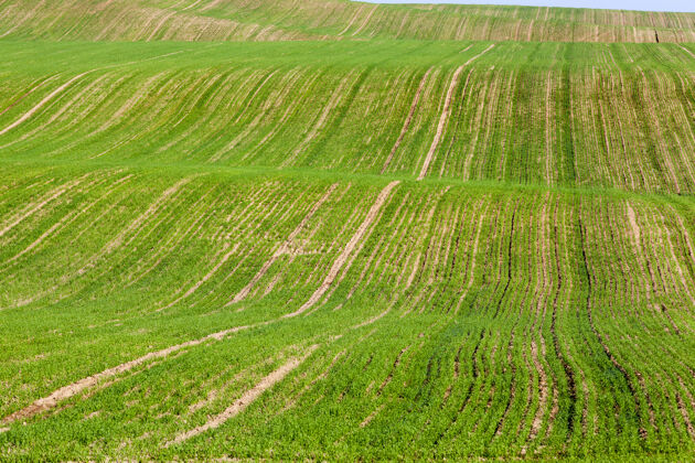 草一片丘陵起伏的田野 长着绿色的麦苗 夏末秋初的景色 冬种的五谷杂粮自然田地收获