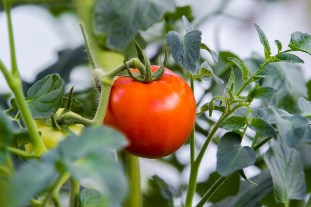 收获在温室里生长的成熟的红色西红柿灌木生长白天