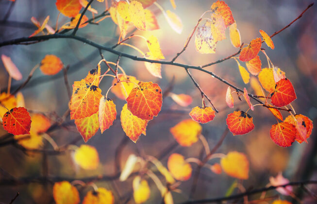 太阳秋天五彩缤纷的黄叶季节结束-上篮树枝美丽的自然树叶