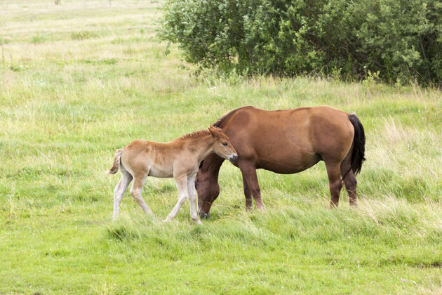 马一家人从一匹成年马和一匹小马驹在一片绿草如茵的空地上吃草 夏天放牧家庭牛