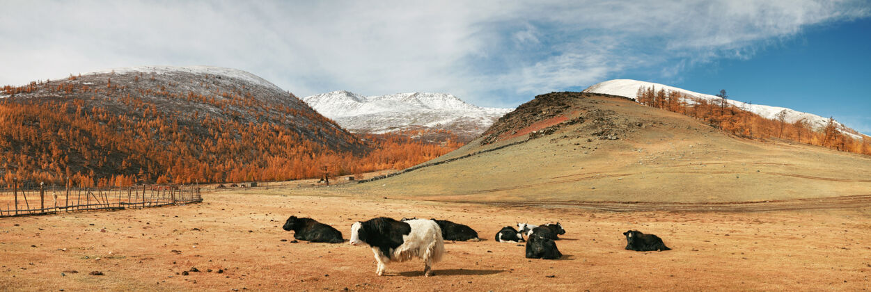 风景蒙古山牧场上的雅基雪放牧景观