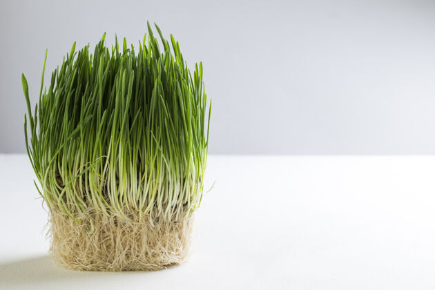 自然种子发芽oat.副本空间环境健康的生活方式饮食