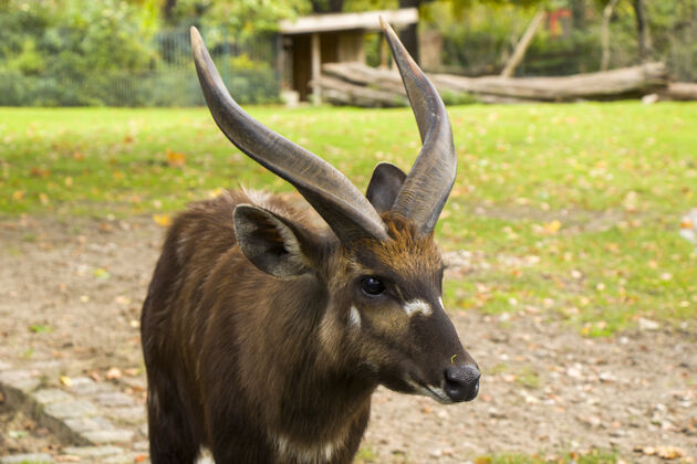 狩猎野生动物 尼亚拉是壮观的羚羊非洲羚羊克鲁格森林食草动物