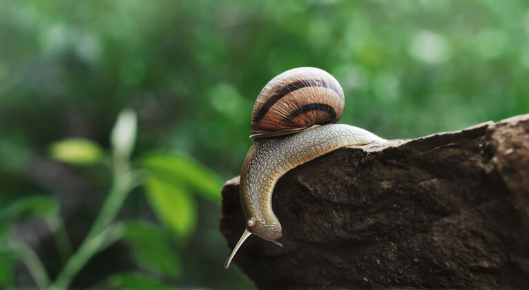 叶子一只蜗牛在一块岩石上靠着一个绿色模糊的表面爬行坐着蜗牛粘液