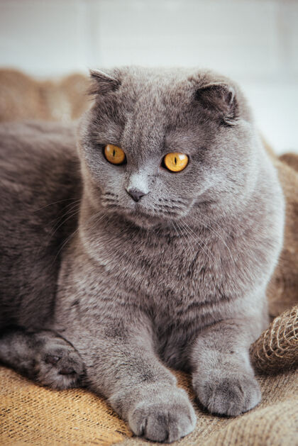 年轻可爱的蓝色苏格兰折叠猫和金色的眼睛粗麻布灰色动物哺乳动物