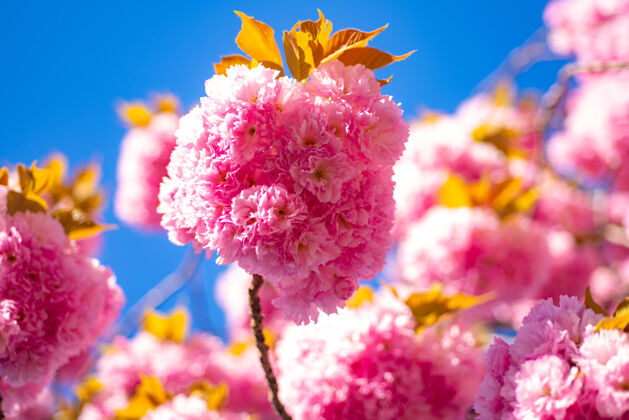 Bokeh樱桃樱花樱桃-树漂亮花泉抽象自然背景春天色彩植物