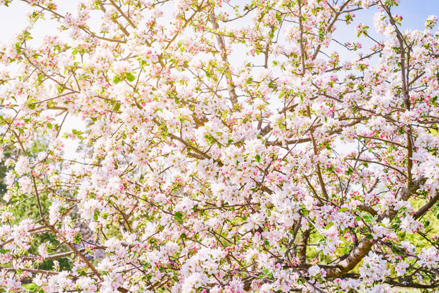 植物学苹果树枝上有白色的叶子花开春天苹果开花阳光穿过树枝枝叶水果