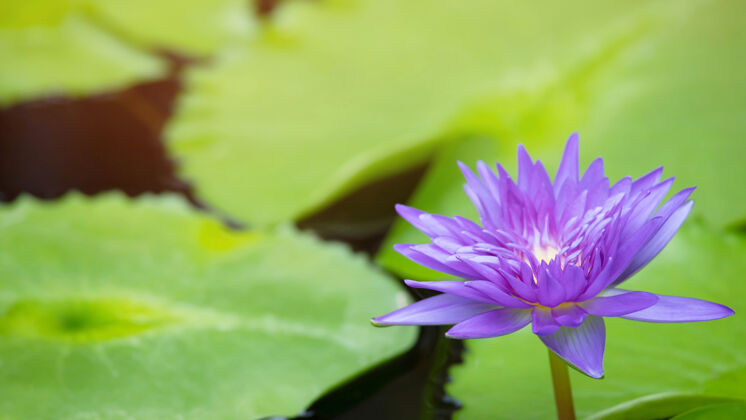 东方美丽的紫色荷花在湖里和荷花植物异国情调莲花睡莲